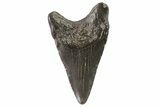 Juvenile Megalodon Tooth - Georgia #83588-1